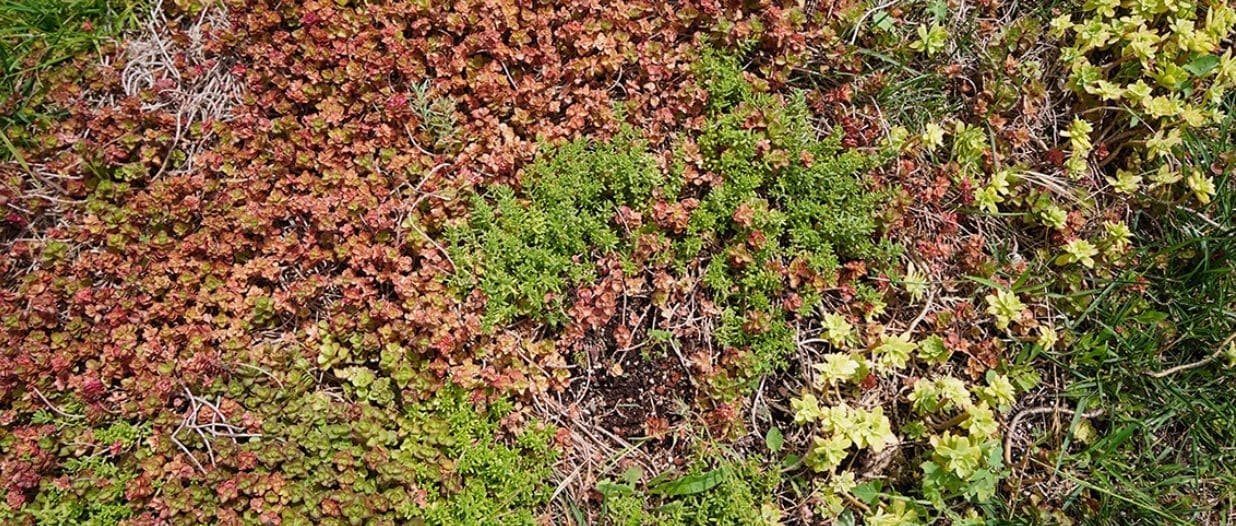 Cappotto verde: settore del tetto con un mix di piante grasse del genere Sedum
